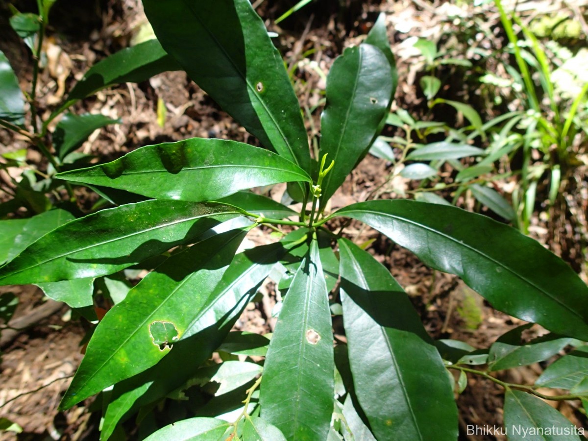 Excoecaria oppositifolia Griff.